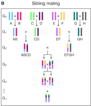 Broman (2005) Fig 2