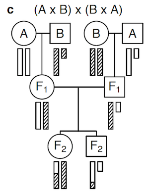 Broman et al. (2006) Fig 2c